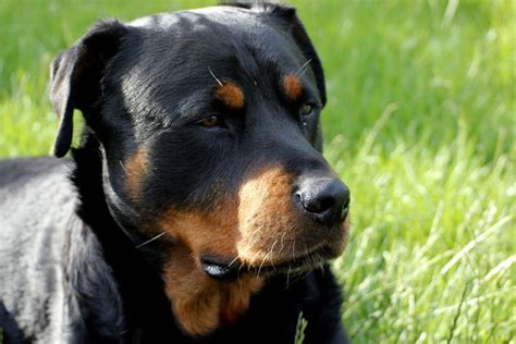 Female Rottweilers All You Need To Know A Love Of Rottweilers