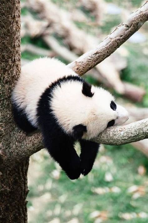 Simpatica Fotografia De Oso Panda Durmiendo En La Rama De Un Arbol 1 1 18