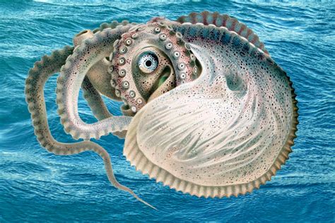 Paper Nautilus Octopus Of The Open Sea Jstor Daily