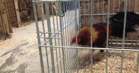 More Than 300 Birds Seized From Alleged Cock Fighting Operation Cbs Texas