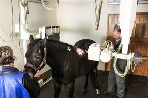 Equine Radiography X Rays Severn Edge Vets