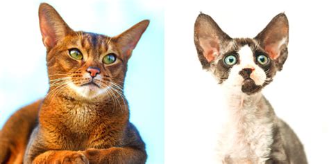 12 Cat Breeds With Adorable Big Ears All About Cats