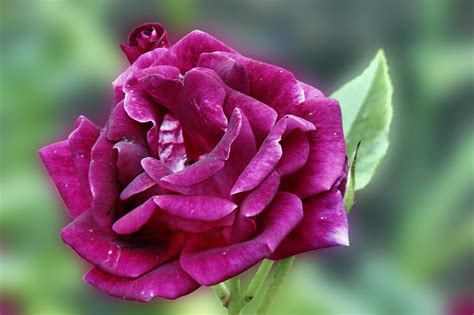 Rose Fleur Mauve Pourpre Photo Gratuite Sur Pixabay Pixabay