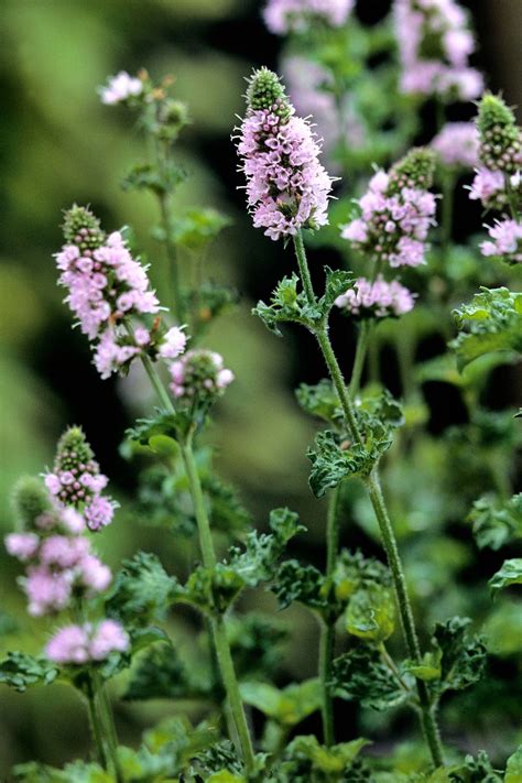 6 Herbs With Gorgeous Blooms Best Herbs To Grow Planting Herbs Herbs