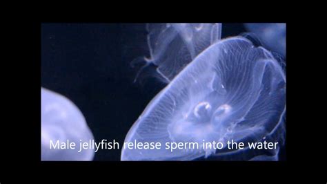 Jellyfish Babies At The South Carolina Aquarium Youtube