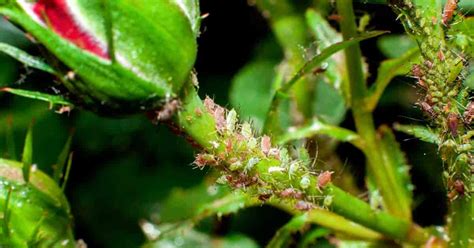 Aphids On Roses How To Get Lived Of Aphids Attacking Rose Bushes Av
