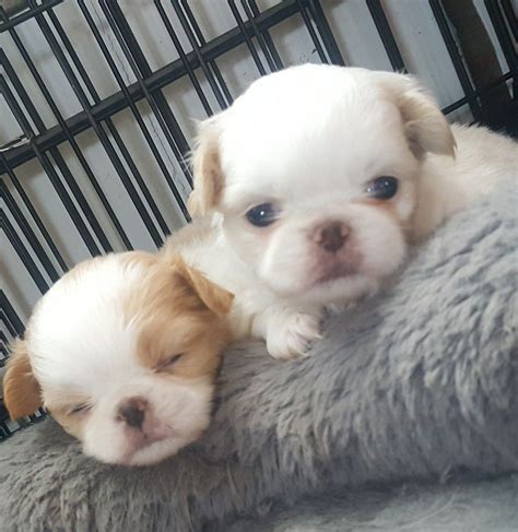 Tired Little Japanese Chin Puppies Walkers Chins Cute Baby Animals