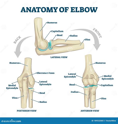 Anatomy Of The Elbow Medical Vector Illustration With Description
