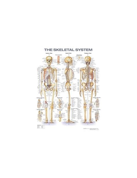 Education Anatomical Charts The Skeletal System Anatomical Chart