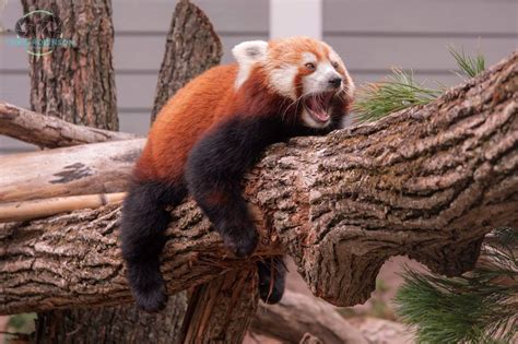 Yawns Of A Red Panda Oc Rmildlyinteresting