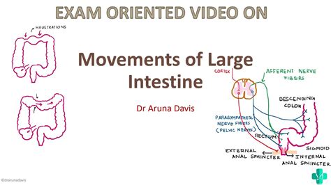 Movements Of Large Intestine Youtube