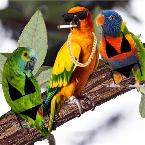 10 Best Funny Parrots Images In 2020 Funny Parrots Parrot Image