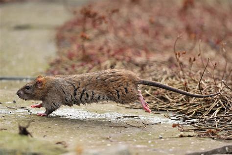 Brown Or Common Rat Peoples Trust For Endangered Species