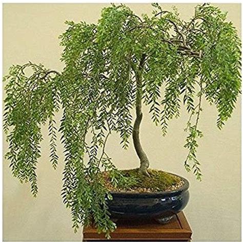 Bonsai Weeping Willow Tree Thick Trunk Get The Mature Etsy