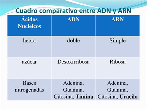 Cuadro Comparativo Entre El Adn Y Arn Los Acidos Nucleicos Images