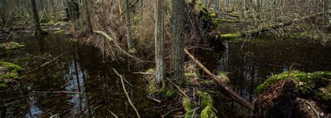 Ancient European Forest On Verge Of Destruction