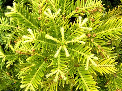 Garden plants shrubs plants garden trees conifers garden picea pungens trees to plant dwarf conifers beautiful tree. Plant Divisions: Conifers | Tentative Plant Scientist