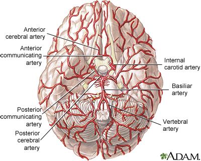 In the cerebral medulla, the arteries and veins of the right side of the body are controlled from the left side of the brain; Arteries of the brain: MedlinePlus Medical Encyclopedia Image