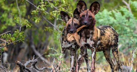 Are There Wild Dogs In Kenya