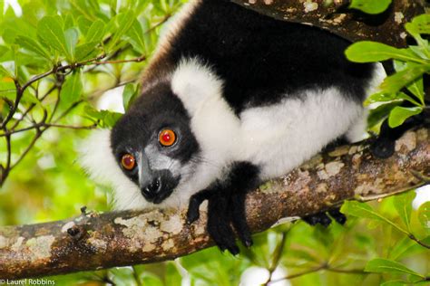 Lemurs In Madagascar How Observing Them Can Help Save Them