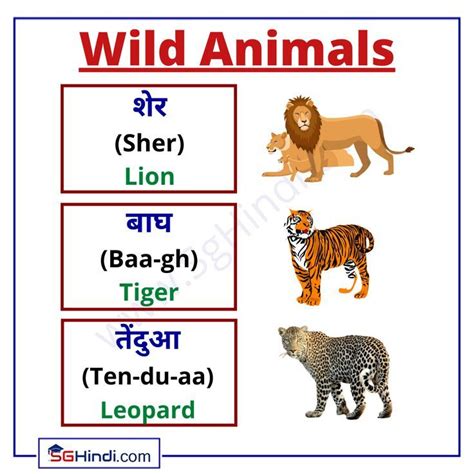 Wild Animals Hindi Language Learning English Vocabulary Words