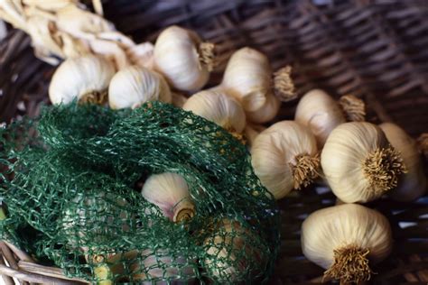How To Store Garlic Bulb Storables
