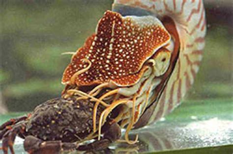 Also find out some other things to avoid after botox. Molluscs of Australia