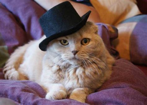 If your cat is sneezing a lot, your veterinarian may initially suspect a cause based on a review of your cat's symptoms. Chachamaru Loves His Hats, Just Like These 21 Other Cats