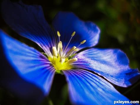 Blue Flax Picture By Ben754 For Weeds 2 Photography