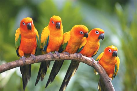 Amazon Parrot Hd Wallpapers
