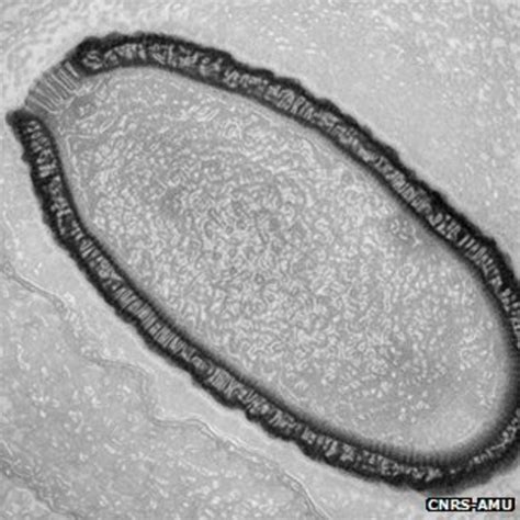 Year Old Giant Virus Comes Back To Life Bbc News