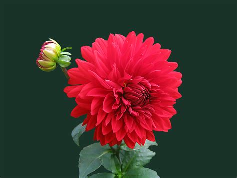 Free Images Blossom Flower Petal Bloom Isolated Red Dahlia