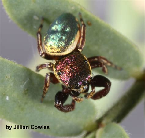 Common Leaf Beetle Jumping Spider Tn Jumping Spiders · Inaturalist