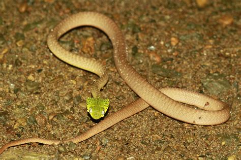 Find photos of cat snake. Green Cat Snake - Encyclopedia of Life