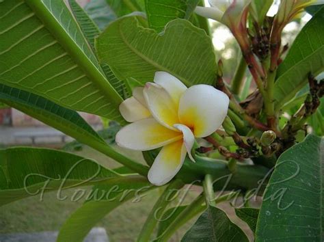 It is commonly called bunchy top. Three more flowers in my perfumed garden