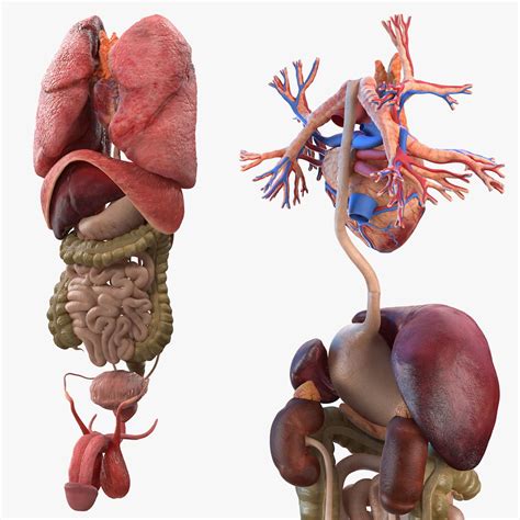 Media in category male internal organs. 3D male internal organs - TurboSquid 1465413