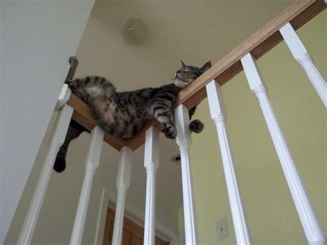 funny cat sleeping on stair rail 692