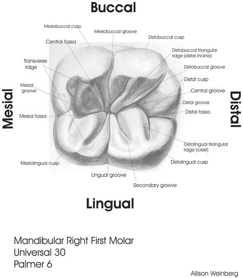 Anatomy Of A Molar Tooth Sample Drawings Morphology Dentalhygienistcup