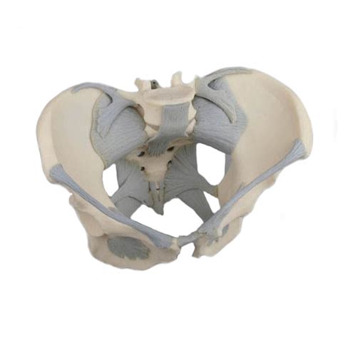 Female Pelvis Model With Ligaments Health And Care