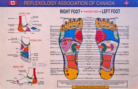 The Reflexology Association Of Canada Foot Chart Reflexology Benefits Reflexology Points