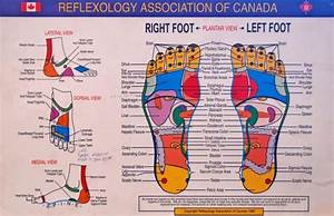 The Reflexology Association Of Canada Foot Chart Reflexology Benefits