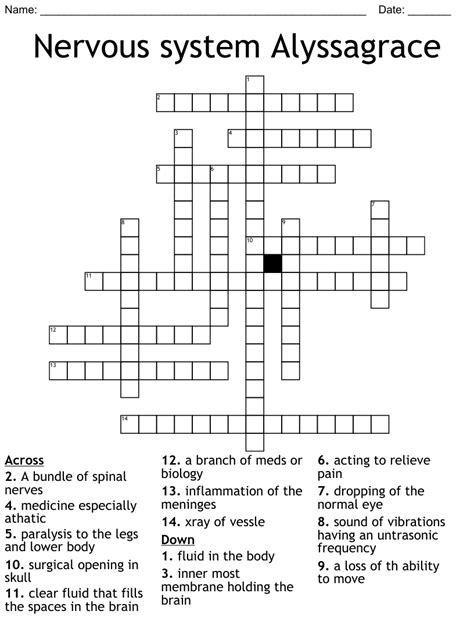 Nervous System Alyssagrace Crossword Wordmint