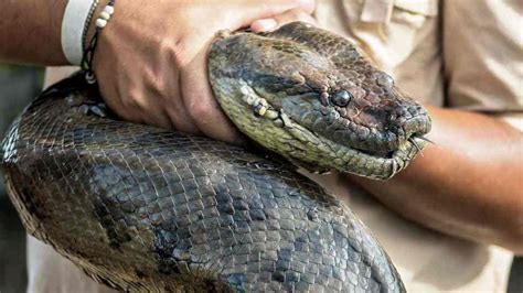 10 Biggest Snake In The World