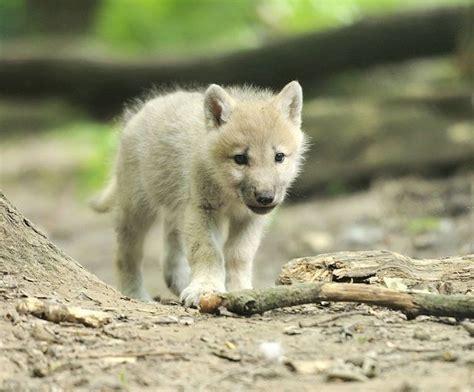 Top Ten Cutest Wolf Pups Wolf Pup Arctic Wolf Baby Wolves