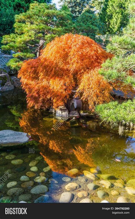 Pond Japanese Maple Image And Photo Free Trial Bigstock