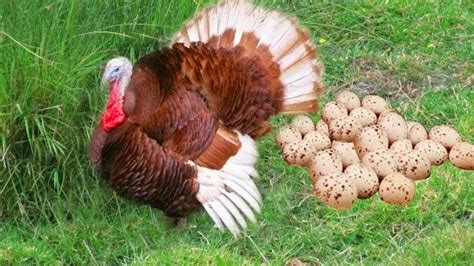 Turkey Hen Eggs