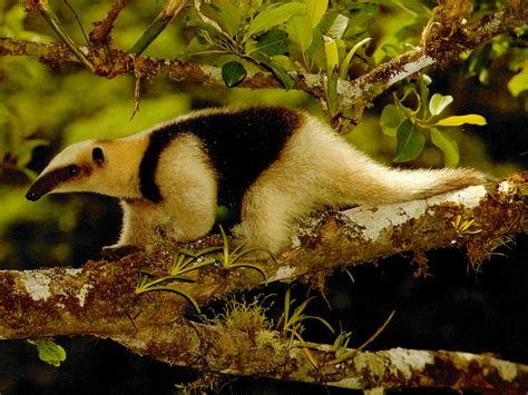 Welcome To Fun2shh World Latest Anteater Animal Wallpapers Download