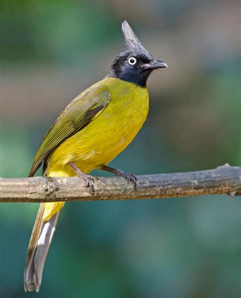 Black Crested Bulbul Pycnonotus Flaviventris