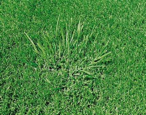 How Tall Fescue Got In My Lawn A Comprehensive Guide