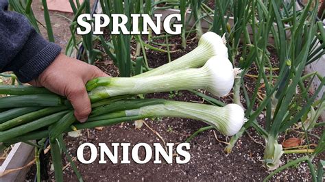 How To Grow Spring Onions Or Green Onions Crystal White Wax Youtube